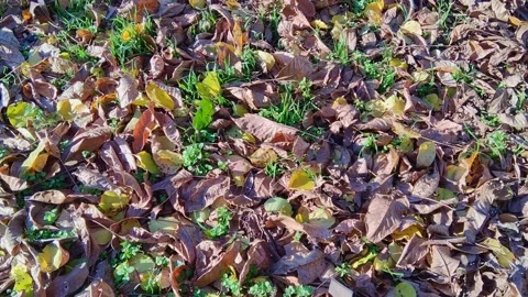 Autumn leaves Stock Footage 228733349