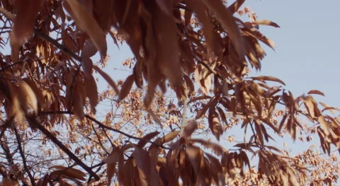 Autumn Leaves Stock Footage 228833974