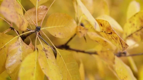 Autumn leaves Video stock 245583826