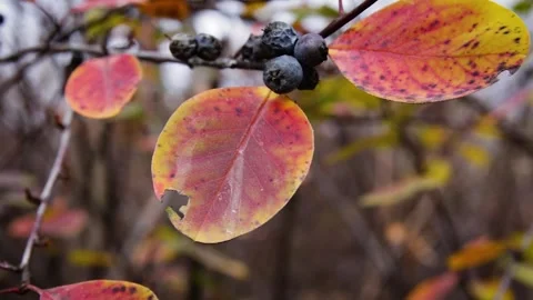 Autumn leaves Video stock 245583846