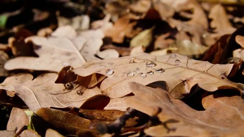 Autumn leaves Stock Footage 245583875
