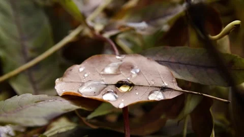 Autumn leaves Stock Footage 245583906