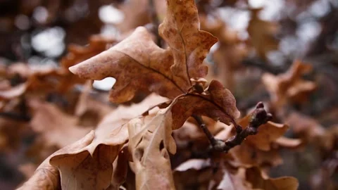 Autumn leaves Video stock 245583952