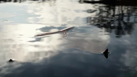 Autumn leaves Stock Footage 245584096