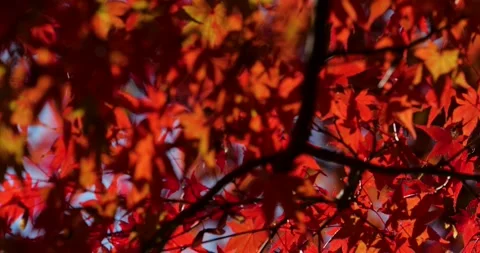 Autumn leaves. Stock Footage 249456615