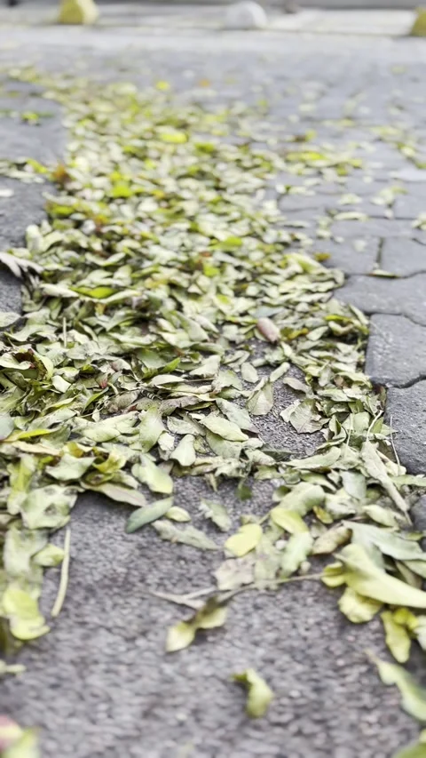Autumn leaves Vídeo Stock 250011916
