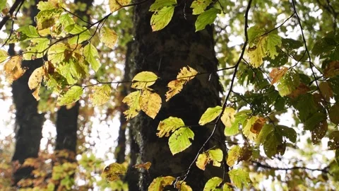 Autumn Leaves. Stock Footage 254521719