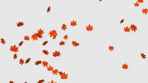 Autumn leaves Stock Footage 255114925