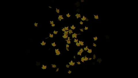 Autumn leaves Stock Footage 256666445