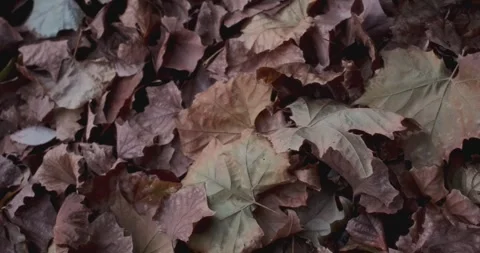 Autumn leaves Stock Footage 260434668