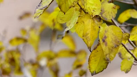 Autumn leaves Video stock 260736123