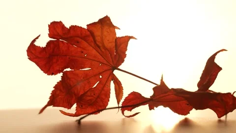 Autumn leaves Video stock 279629393