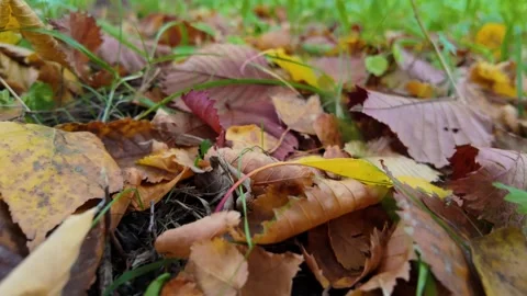 Autumn Leaves Stock Footage 285410649
