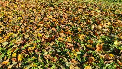 Autumn, leaves Stock Footage 294852938
