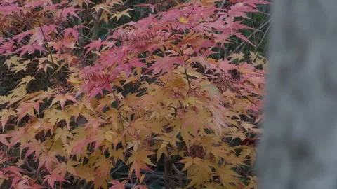Autumn Leaves Stock Footage 316066427