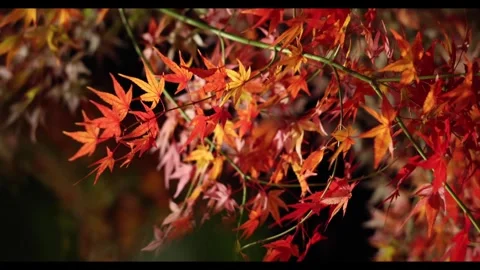 Autumn leaves Stock Footage 321133447