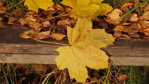 Autumn leaves Stock Footage 326908181
