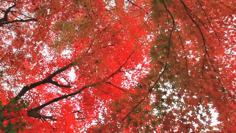 Autumn Leaves Stock Footage 327427528