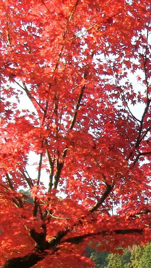 Autumn Leaves Vídeo Stock 327464165