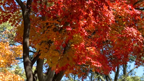 Autumn Leaves 库存影片 327572055