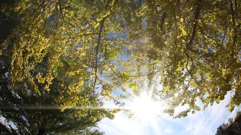 Autumn Leaves Stock Footage 327612696