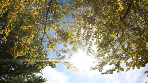 Autumn Leaves Stock Footage 327612901