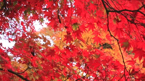 Autumn Leaves Видео 332490966