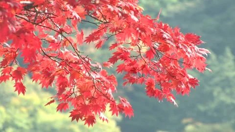 Autumn Leaves 库存影片 332757115