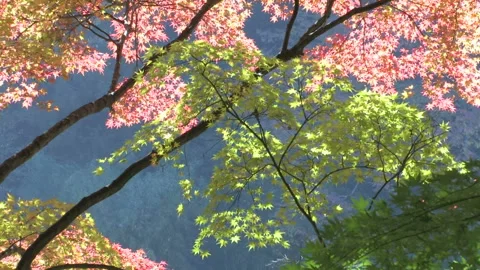 Autumn Leaves Видео 332757255