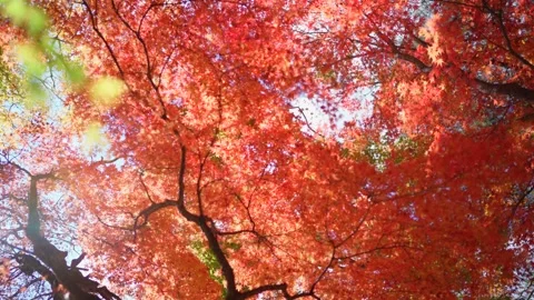 Autumn Leaves Stock Footage 332794213