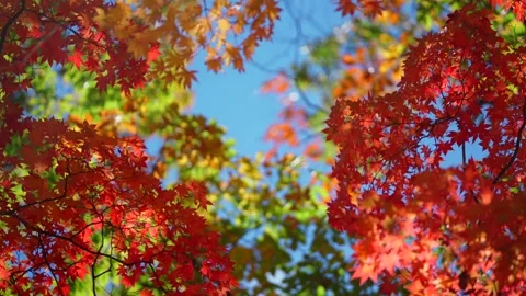 Autumn Leaves Vidéo 332794467