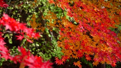 Autumn Leaves 库存影片 332794562