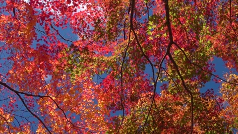 Autumn Leaves 스톡 동영상 332794965
