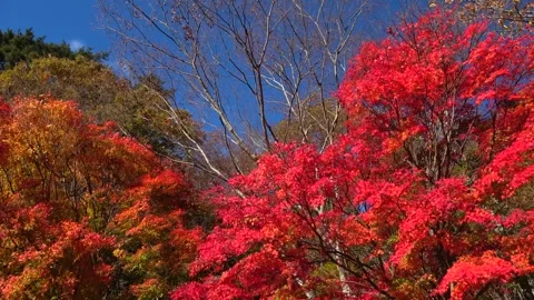 Autumn Leaves 库存影片 332795113