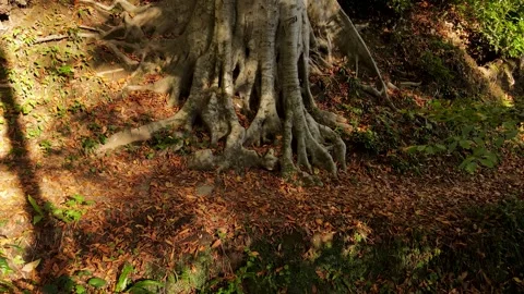Autumn Leaves Stock Footage 332942033