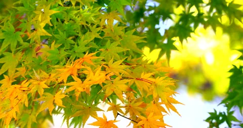 Autumn Leaves Vídeos de archivo 333159264
