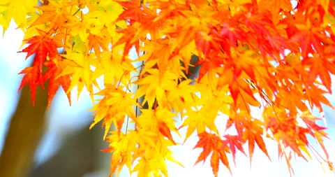 Autumn Leaves Video stock 333159319