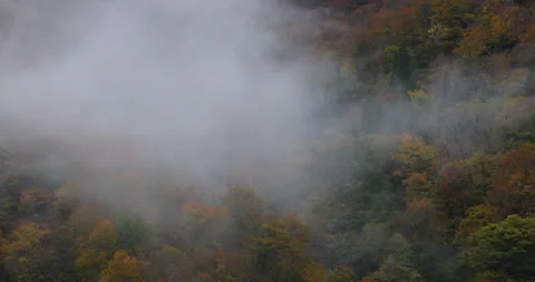 Autumn Leaves Video stock 333167614