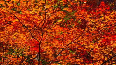 Autumn Leaves Stock Footage 333370732