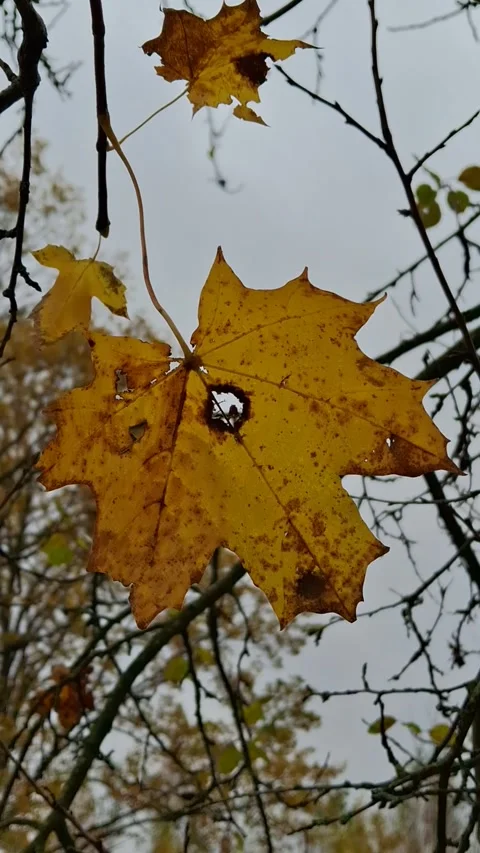 Autumn leaves Stock Footage 341676550