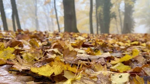 Autumn Leaves On Forest Floor In Light Rain Stock-Footage 320831901
