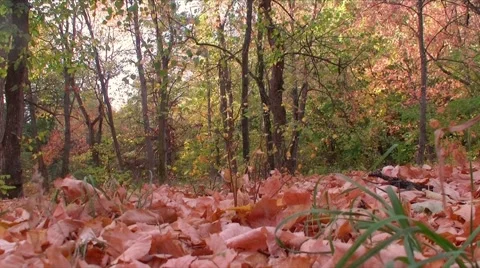 Autumn leaves in forest Stock Footage 68325897