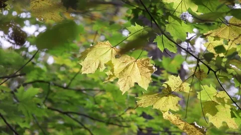 Autumn leaves in the forest Video stock 71370805