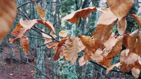 Autumn leaves in the forest Video stock 84742186