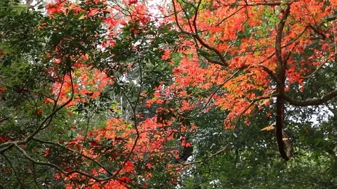 Autumn leaves in forest Stock Footage 106334071