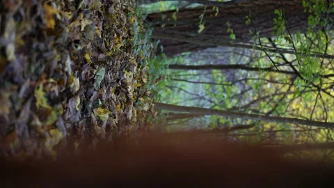Autumn leaves in the forest Stock-Footage 161838310