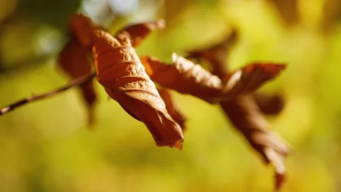 Autumn leaves in the forest Stock Footage 162943805