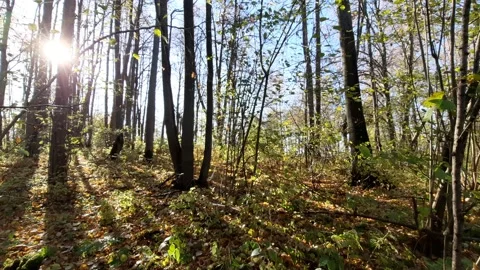 Autumn leaves in the forest Stock Footage 163106491