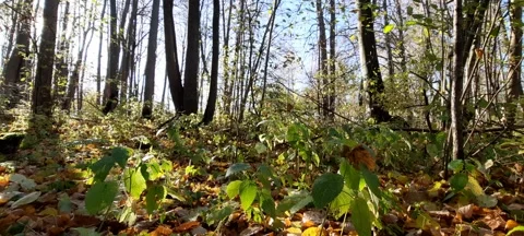 Autumn leaves in the forest Stock Footage 163106572