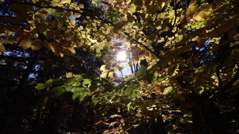 Autumn leaves in the forest Stock Footage 165801294